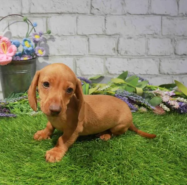 Male Dachshund puppy named Teddy for sale at Waggles Greensboro.