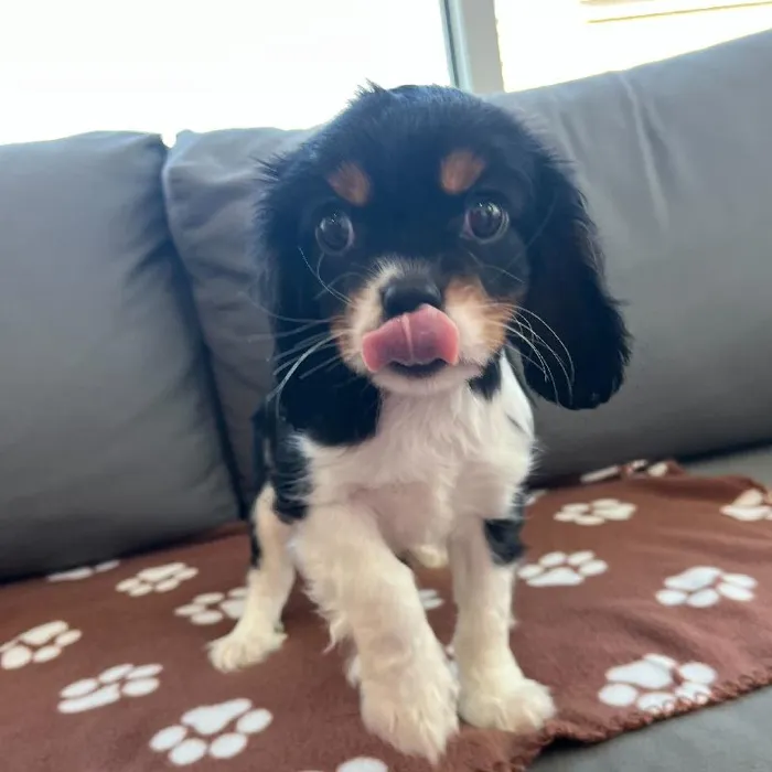 Male Cavalier King Charles Spaniel Puppy for Sale in Charlotte, NC