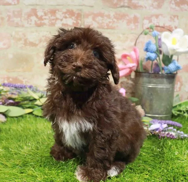 Female Mini Schnauzer puppy named Sirena for sale at Waggles Greensboro.