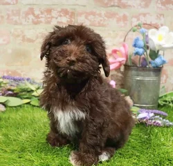 Female Mini Schnauzer puppy named Sirena for sale at Waggles Greensboro.