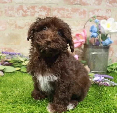 Female Mini Schnauzer puppy named Sirena for sale at Waggles Greensboro.