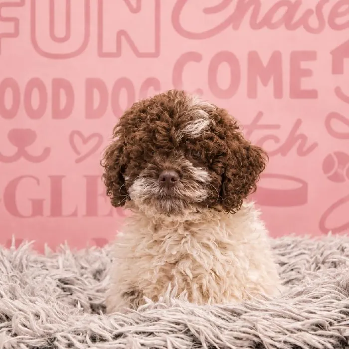 Female Cockapoo puppy named Daisy for sale at Waggles Greensboro.