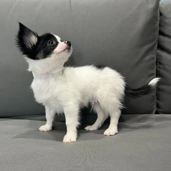 Male Chihuahua Puppy for Sale in Charlotte, NC