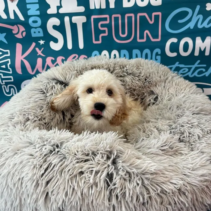 Male Cockapoo Puppy for Sale in Charlotte, NC