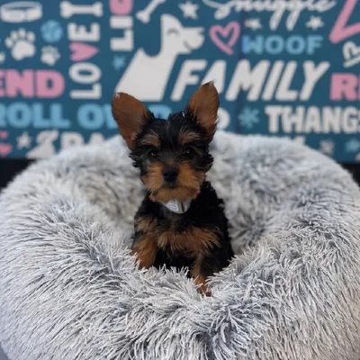 Female Silky Terrier Puppy for Sale in Charlotte, NC