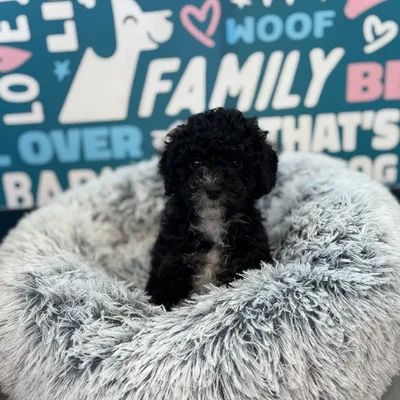 Male Poodle Puppy for Sale in Charlotte, NC