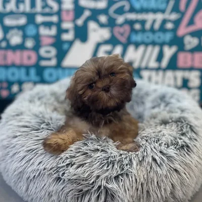 Male Teddy Bear Puppy for Sale in Charlotte, NC