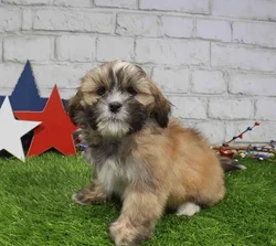 Male Lhasa Apso puppy named Rowan for sale at Waggles Charlotte.
