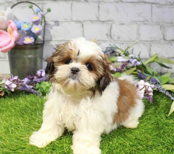 Male Shih Tzu puppy named Buoy for sale at Waggles Charlotte.