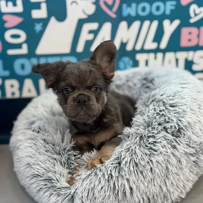 Male French Bulldog Puppy for Sale in Charlotte, NC