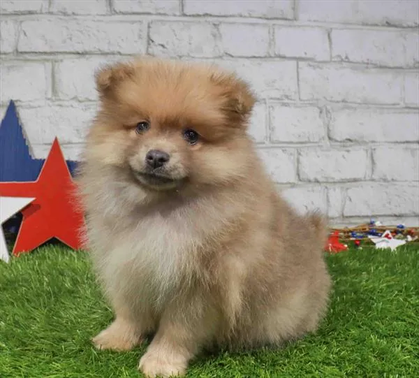 Male Pomeranian puppy named Cash for sale at Waggles Charlotte.