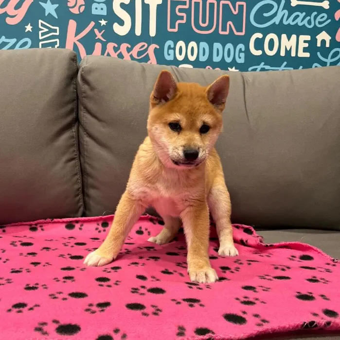 Male Shiba Inu Puppy for Sale in Charlotte, NC