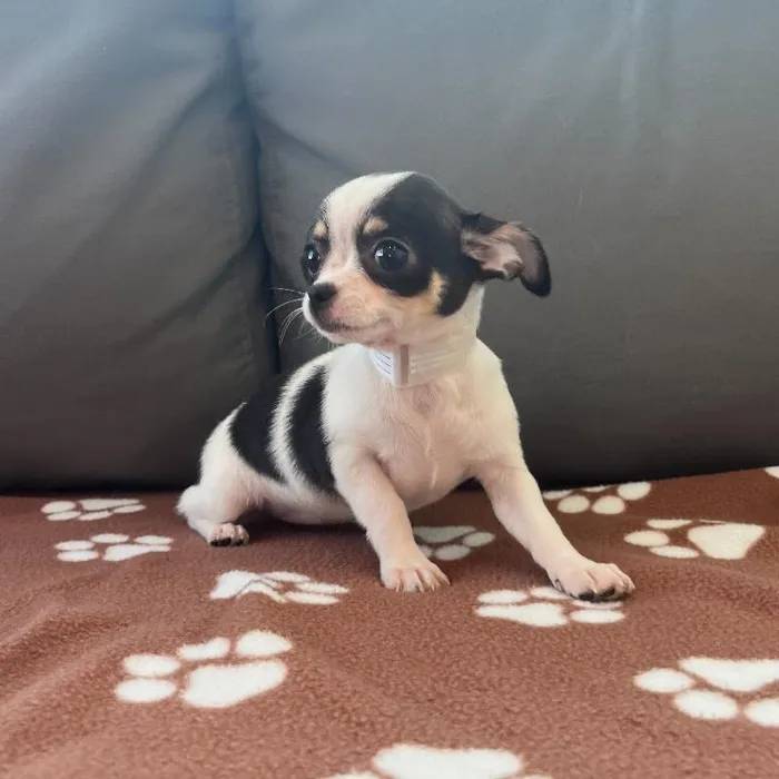 Female Chihuahua Puppy for Sale in Charlotte, NC
