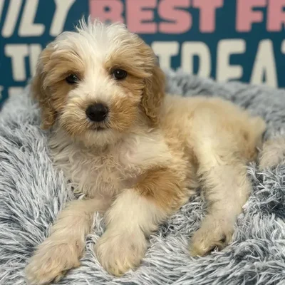 Male Mini Goldendoodle 2nd Gen Puppy for Sale in Charlotte, NC