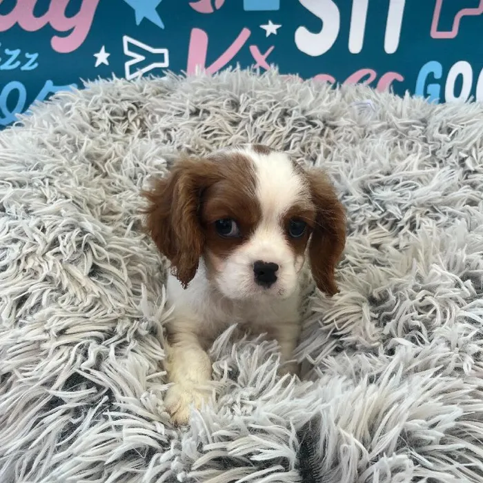 Male Cavalier King Charles Spaniel Puppy for Sale in Charlotte, NC
