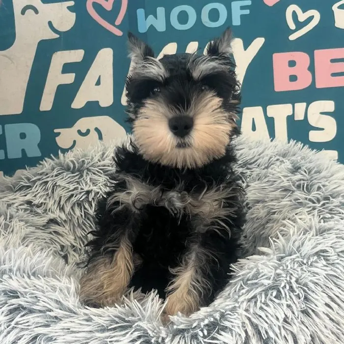 Male Mini Schnauzer puppy named Duke for sale at Waggles Charlotte.