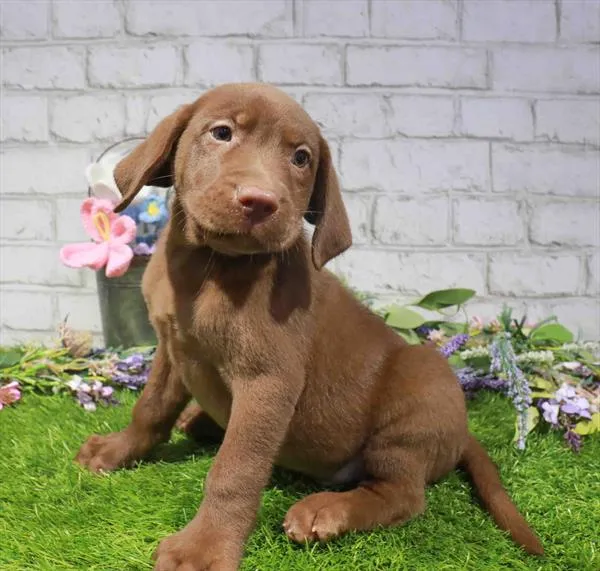 Male Labrador Retriever puppy named Mowgli for sale at Waggles Charlotte.