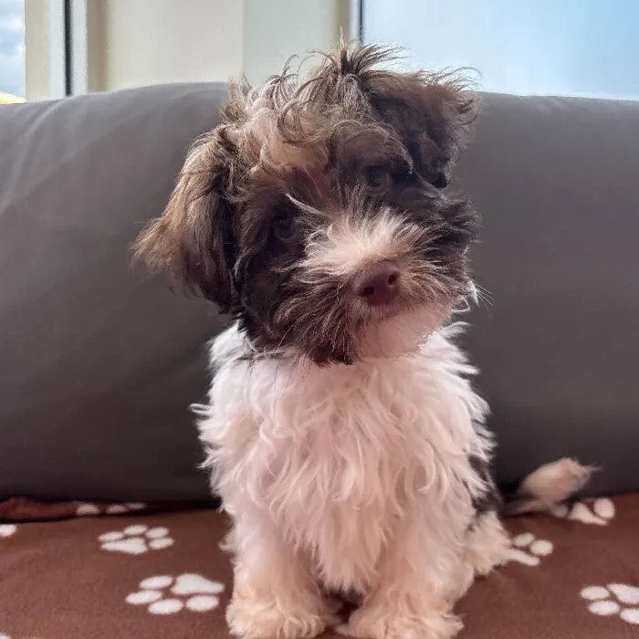 Male Havanese Puppy for Sale in Charlotte, NC