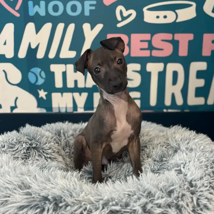 Male Italian Greyhound Puppy for Sale in Charlotte, NC