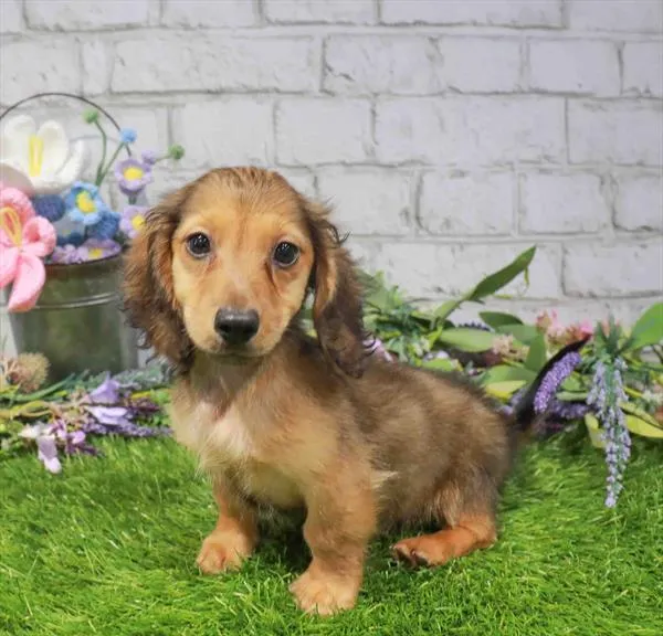 Male Dachshund puppy named Churro for sale at Waggles Charlotte.
