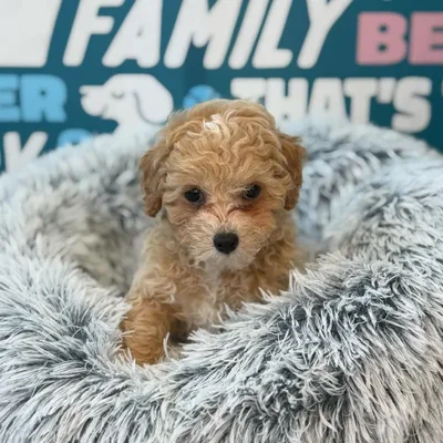 Male Mini Poodle Puppy for Sale in Charlotte, NC