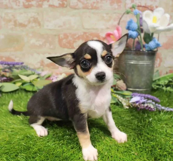 Female Chihuahua puppy named Lainey for sale at Waggles Charlotte.
