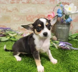 Female Chihuahua puppy named Lainey for sale at Waggles Charlotte.