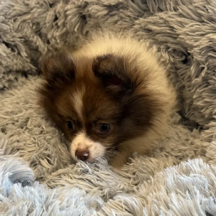 Male Pomeranian Puppy for Sale in Greensboro, NC