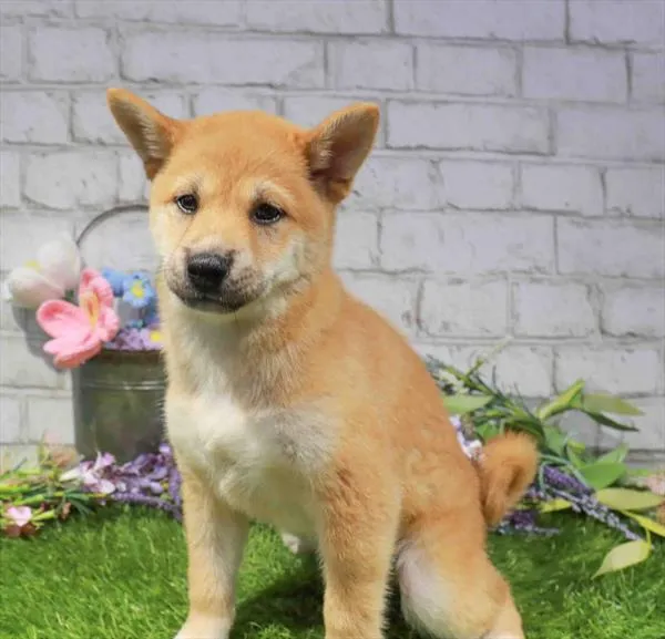 Male Shiba Inu puppy named Kenji for sale at Waggles Raleigh.