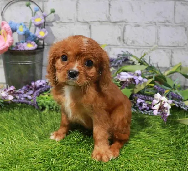 Male Cavalier King Charles Spaniel puppy named Tony for sale at Waggles Raleigh.