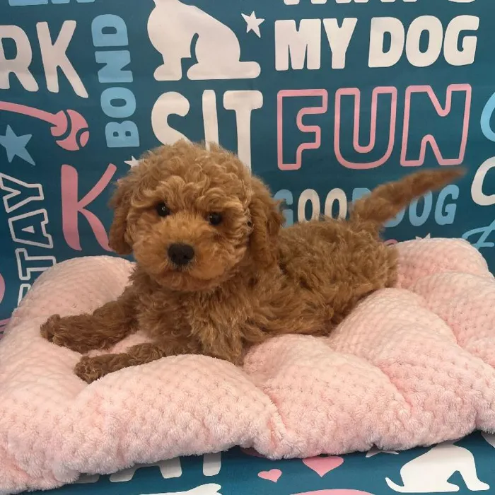 Male Bichapoo Puppy for Sale in Charlotte, NC