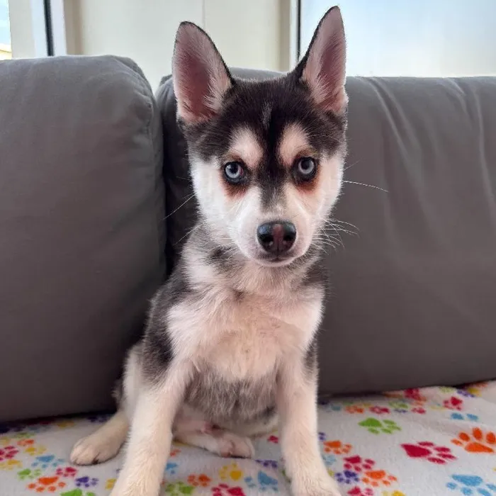 Male Alaskan Klee Kai Puppy for Sale in Charlotte, NC