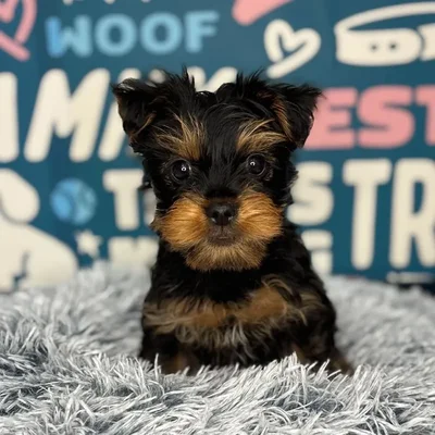 Male Yorkie Puppy for Sale in Charlotte, NC