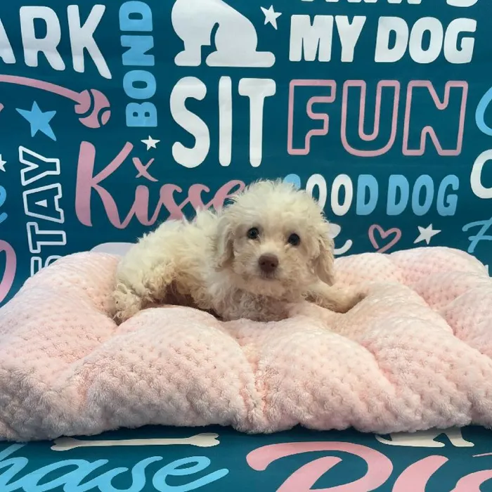 Male Poodle Toy Puppy for Sale in Charlotte, NC