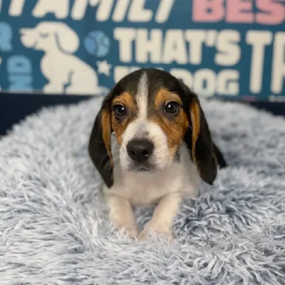 Female Beagle Puppy for Sale in Charlotte, NC