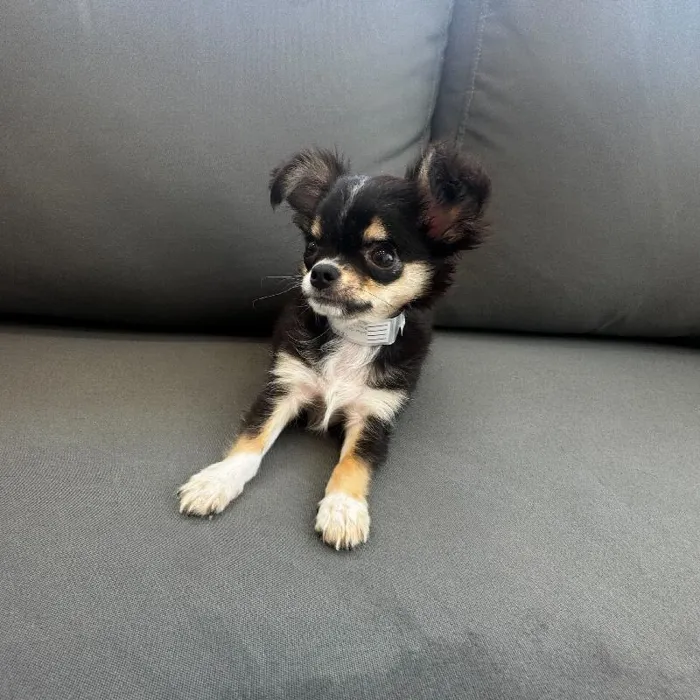 Male Chihuahua Puppy for Sale in Charlotte, NC