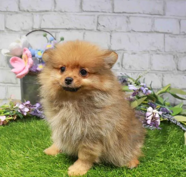 Female Pomeranian puppy named Coral for sale at Waggles Charlotte.