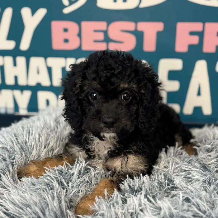 Female Cavapoo Puppy for Sale in Charlotte, NC
