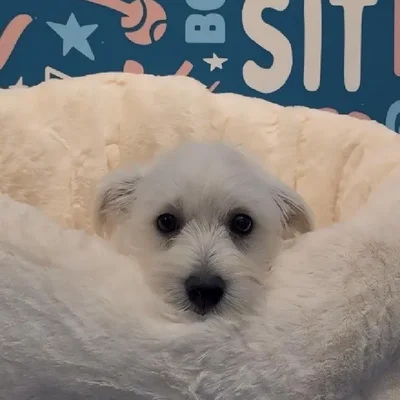Female West Highland White Terrier Puppy for Sale in Greensboro, NC