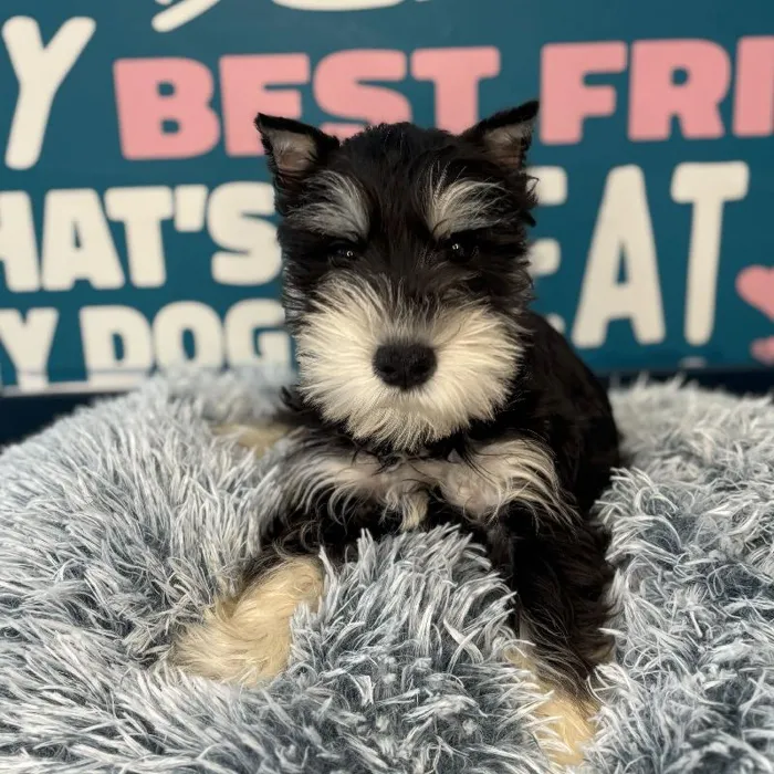 Male Mini Schnauzer Puppy for Sale in Charlotte, NC