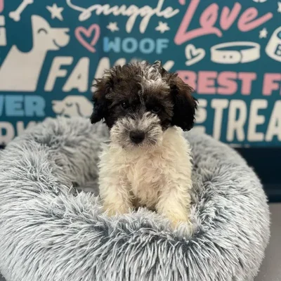 Male Mini Sheepadoodle 2nd Gen Puppy for Sale in Charlotte, NC