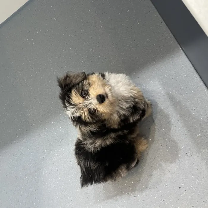 Female Mini Aussiedoodle Puppy for Sale in Charlotte, NC