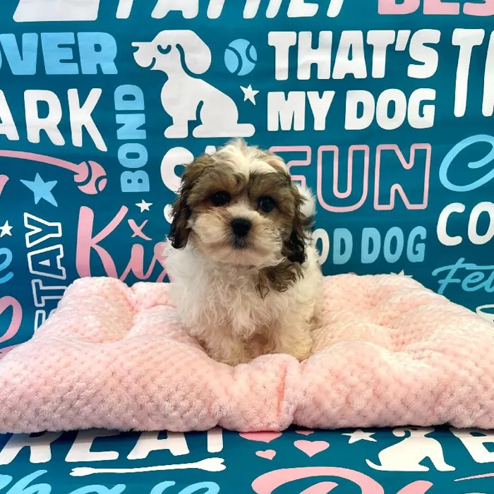 Male Teddy Bear Puppy for Sale in Charlotte, NC