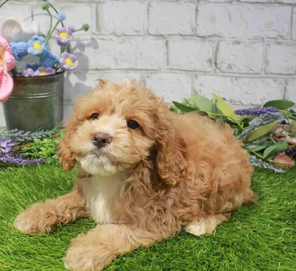 Male Cockapoo puppy named Mac for sale at Waggles Greensboro.