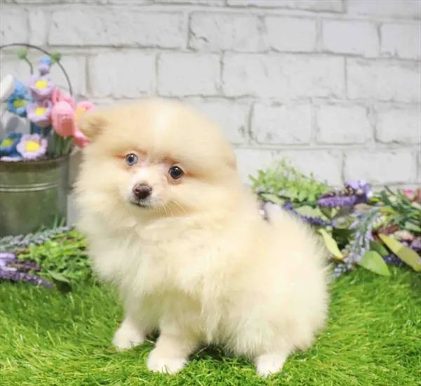 Female Pomeranian puppy named Serena for sale at Waggles Charlotte.