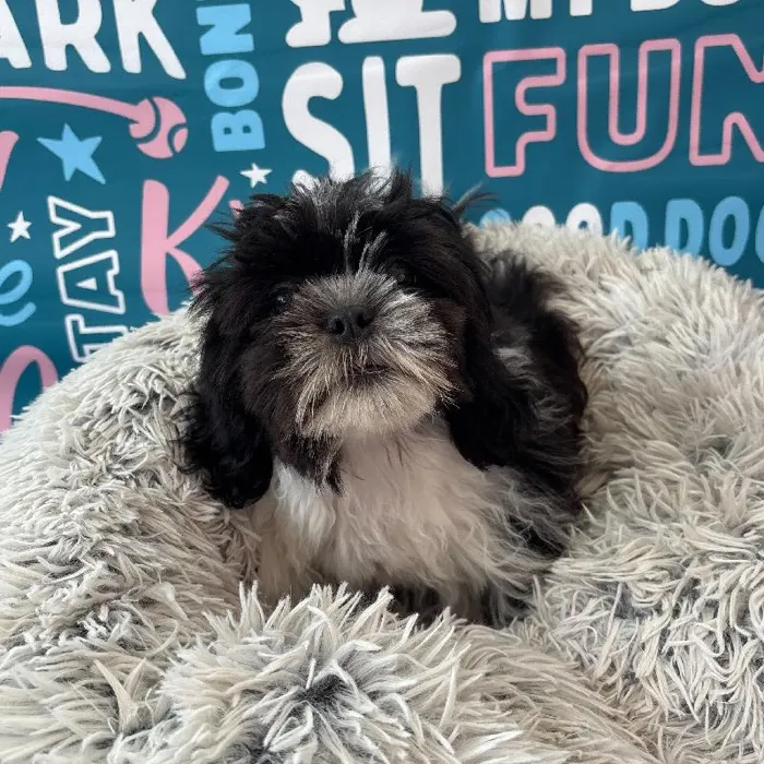 Male Shih Tzu Puppy for Sale in Charlotte, NC