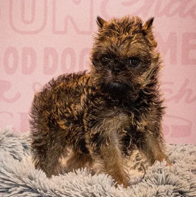 Male Brussels Griffon puppy named Puffin for sale at Waggles Greensboro.