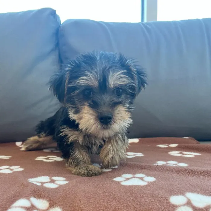 Female Yorkie Puppy for Sale in Charlotte, NC