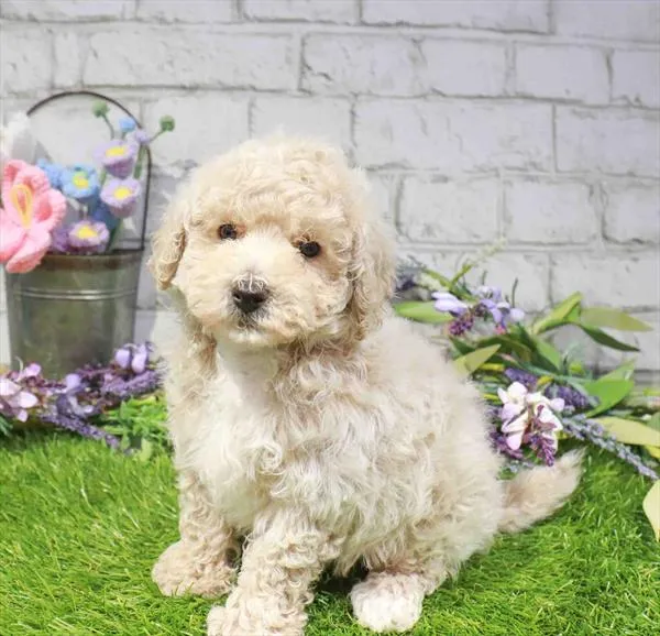 Male Bichapoo puppy named Cedric for sale at Waggles Raleigh.