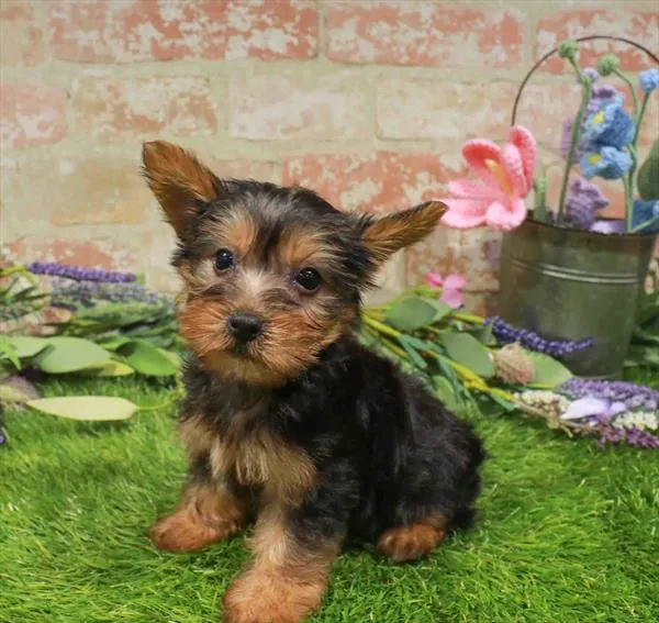 Female Silky Terrier puppy named Violet for sale at Waggles Charlotte.